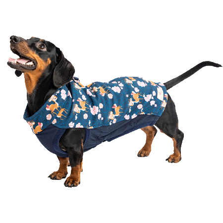 Dackelkleidung, dackelmantel, dackelmantel herbst, dackelkleidung herbst, dackelmantel softshell, dackelmantel wasserabweisend